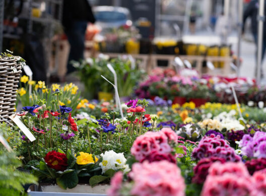 Étal de fleurs printanières variées au marché en plein air : narcisses jaunes, primevères roses et blanches, anémones rouges et violettes disposées dans des jardinières et paniers tressés, avec des passants flous en arrière-plan.
