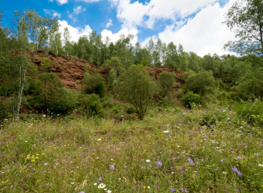 Prairie herbacée couverte de fleurs sauvages multicolores devant une falaise argileuse rougeâtre bordée de bouleaux sous un ciel bleu nuageux