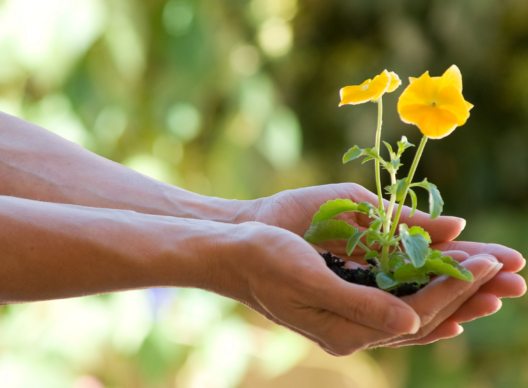Deux mains tiennent délicatement une jeune plantule à fleurs jaunes avec sa motte de terre, devant un fond végétal flou